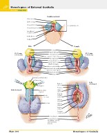 Frank H. Netter, MD - Atlas of Human Anatomy (6th ed ) 2014, page 409